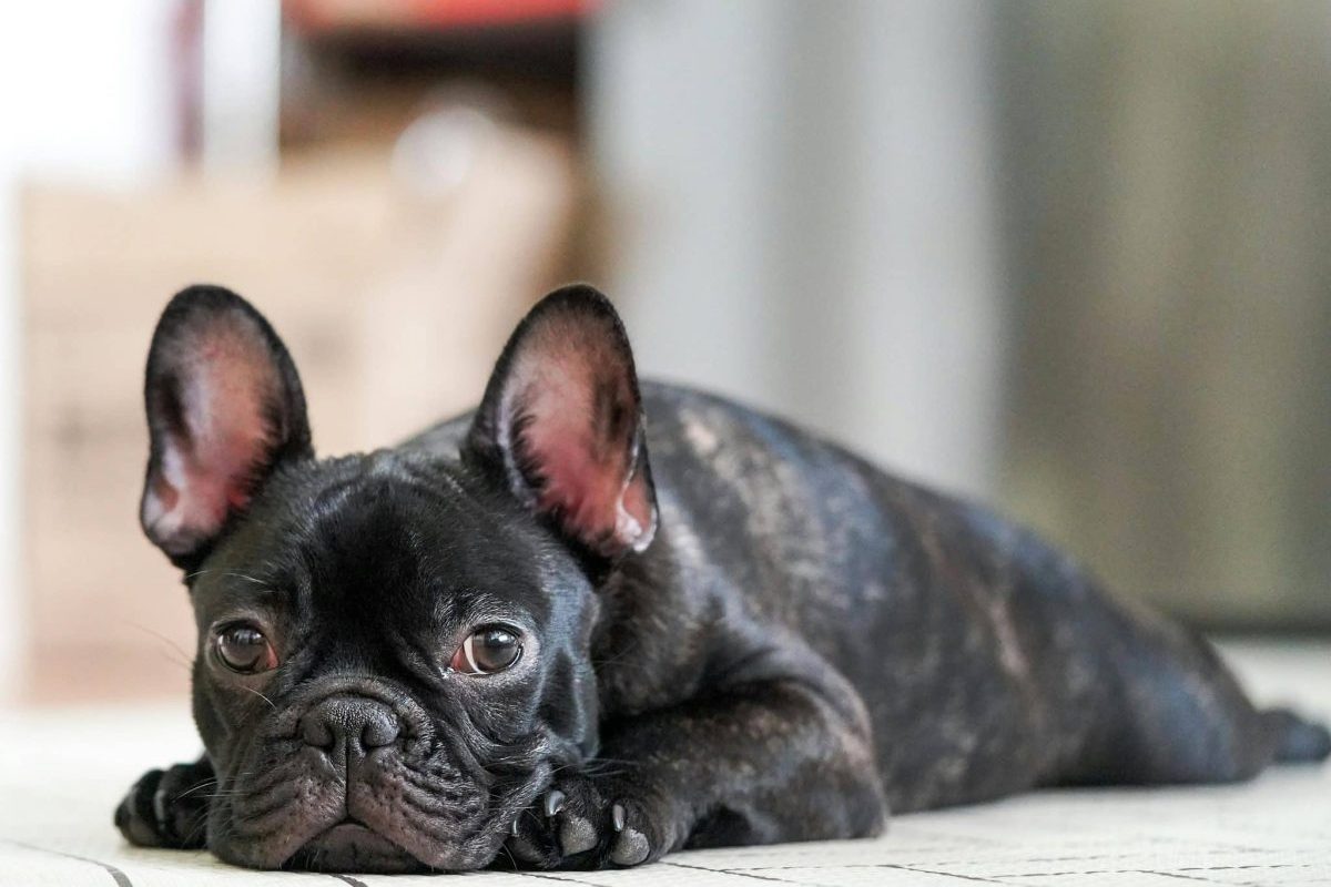 11 Dog Breeds That Handle Being Alone Better Than Others 11 Dog Breeds That Handle Being Alone Better Than Others