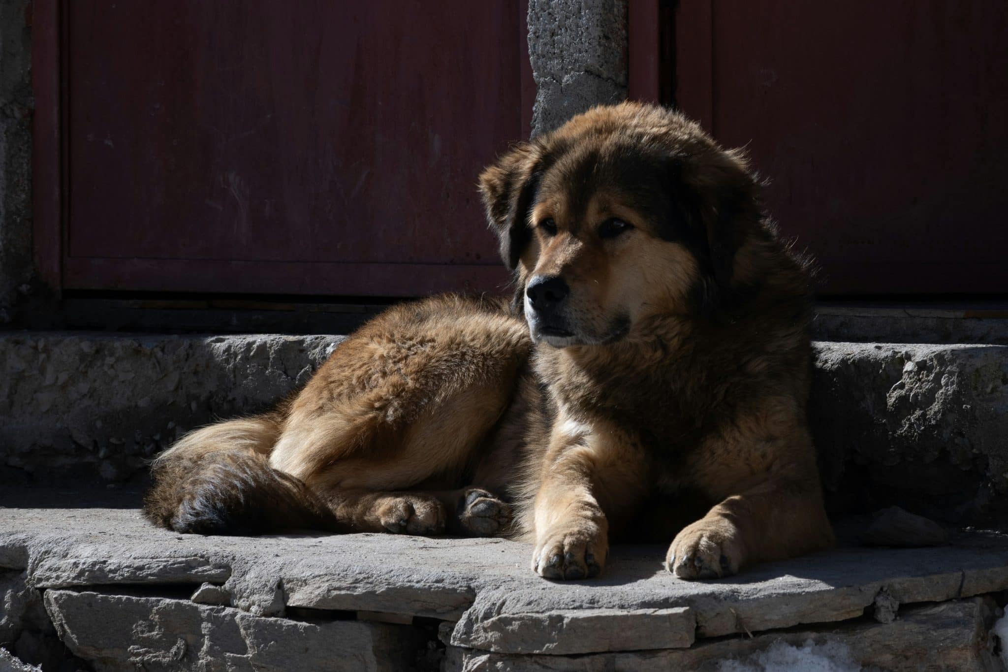 11 Guardian Dog Breeds That Protect What Matters Most 11 Guardian Dog Breeds That Protect What Matters Most