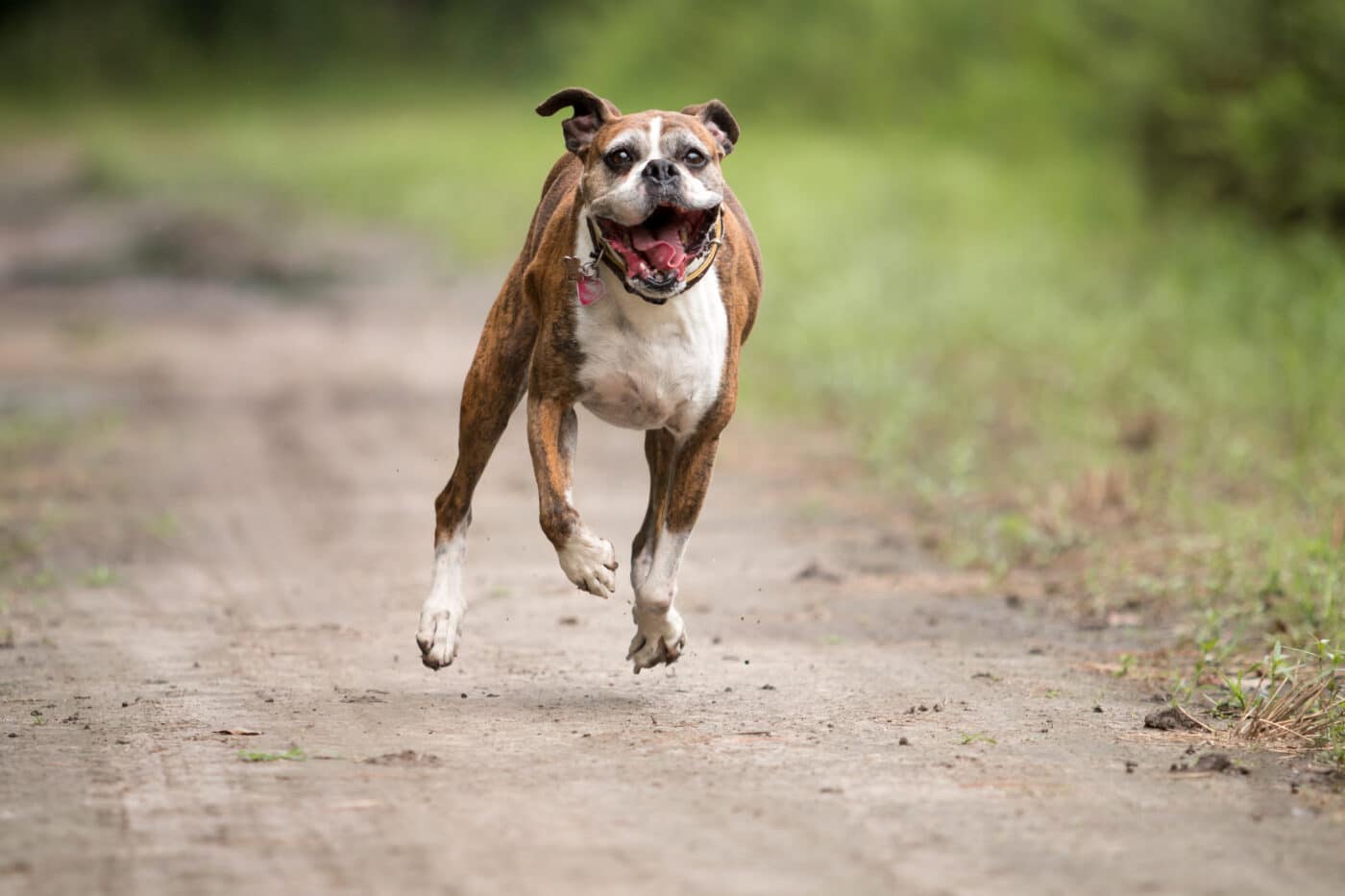 11 High-Energy Dog Breeds For Active Owners 11 High-Energy Dog Breeds For Active Owners