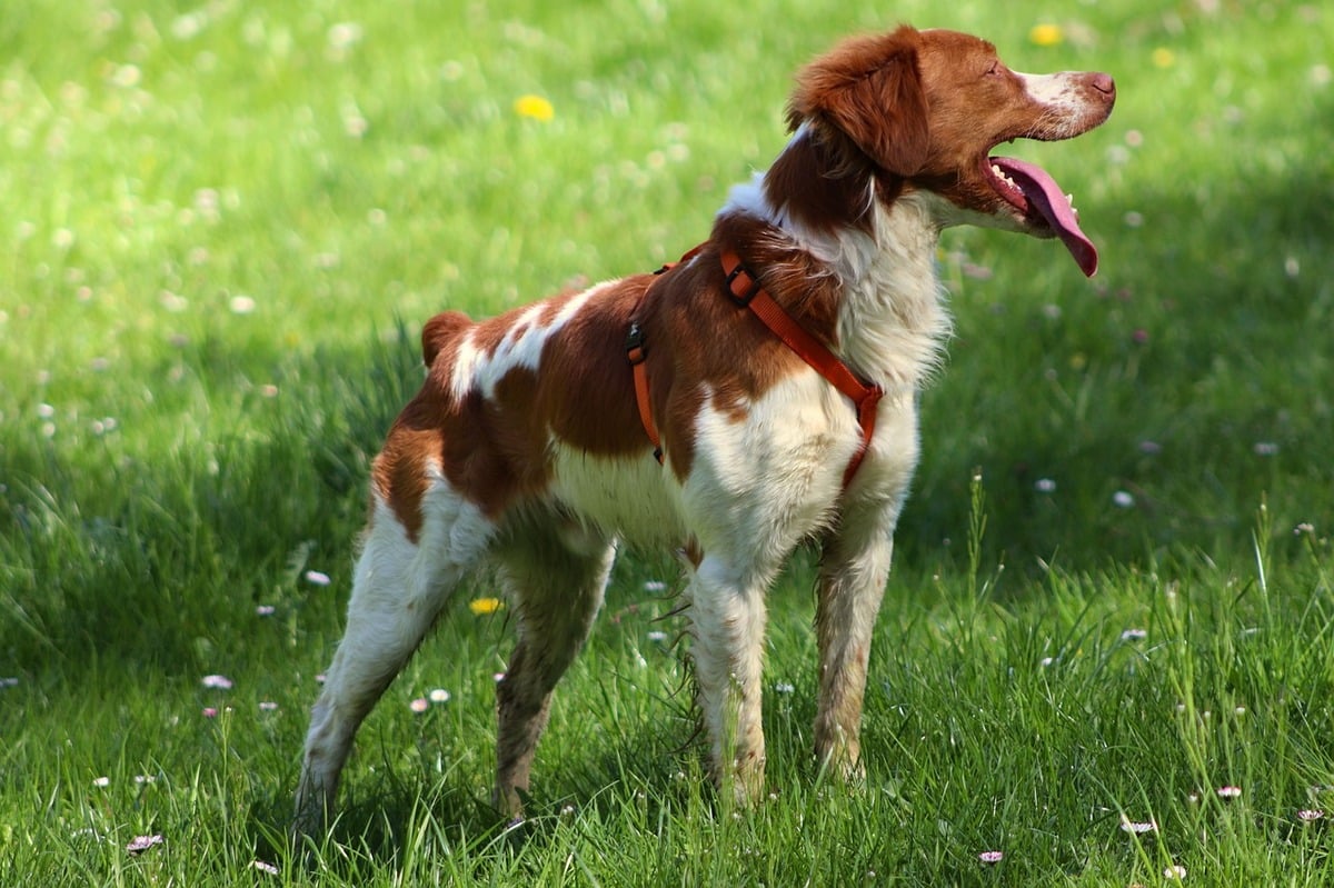11 Structured Dog Breeds That Do Better With Predictable Routines 11 Structured Dog Breeds That Do Better With Predictable Routines
