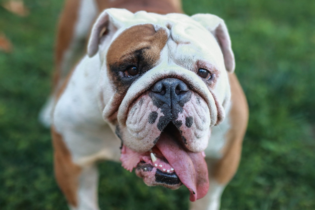 12 Top Dog Breeds With the ‘Biggest’ Vet Bills 12 Top Dog Breeds With the ‘Biggest’ Vet Bills