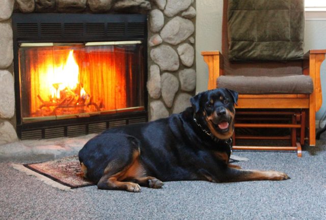 12 Ultimate Dog Breeds Who Are Better Than Any Home Security System 12 Ultimate Dog Breeds Who Are Better Than Any Home Security System