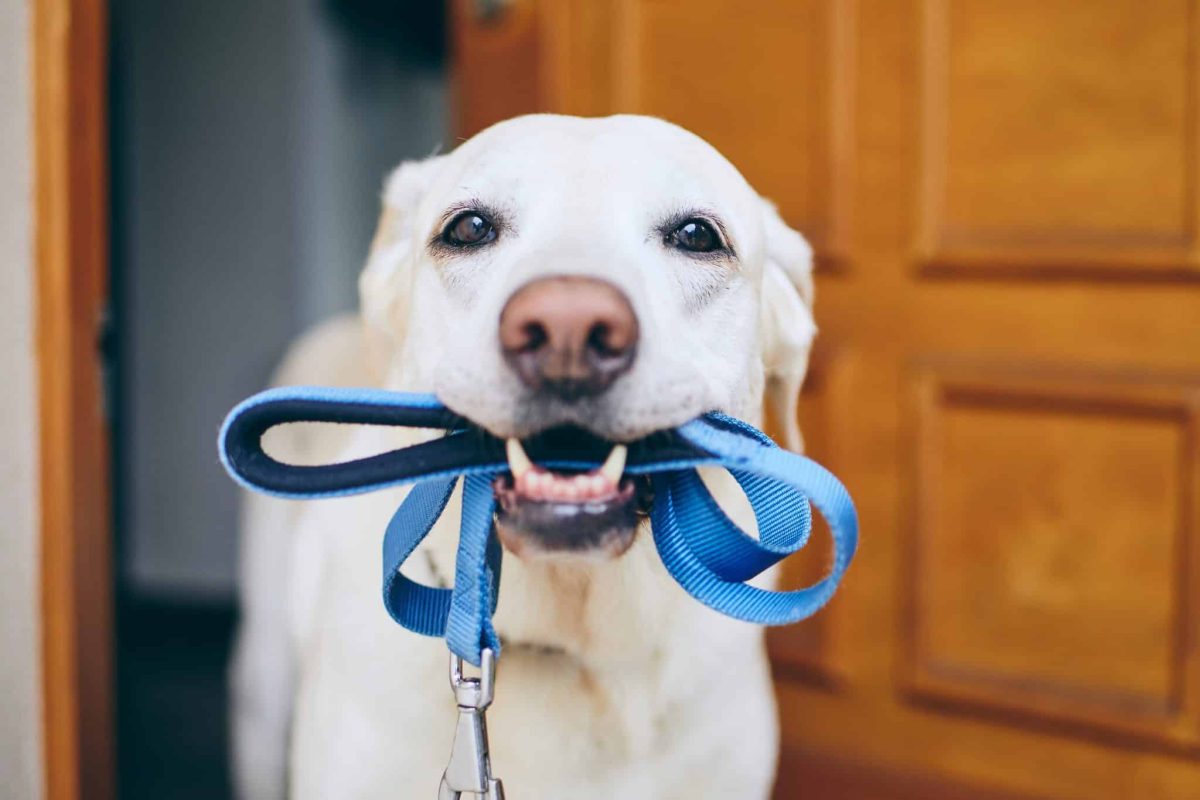 13 Athletic Dog Breeds That Need Daily Exercise 13 Athletic Dog Breeds That Need Daily Exercise