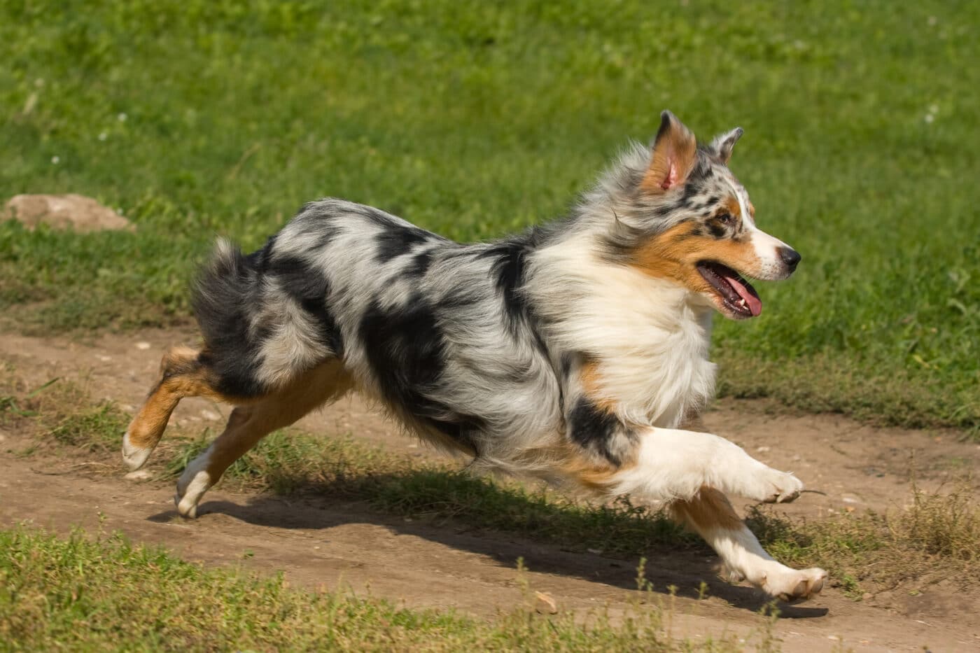 11 Dog Breeds That Need A Lot Of Space To Run 11 Dog Breeds That Need A Lot Of Space To Run