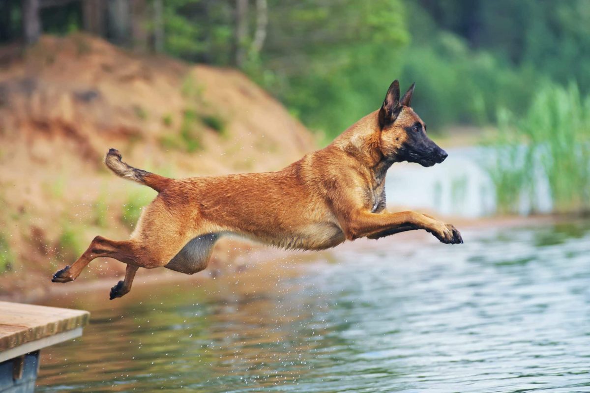 13 Dog Breeds That Excel At Agility Training 13 Dog Breeds That Excel At Agility Training