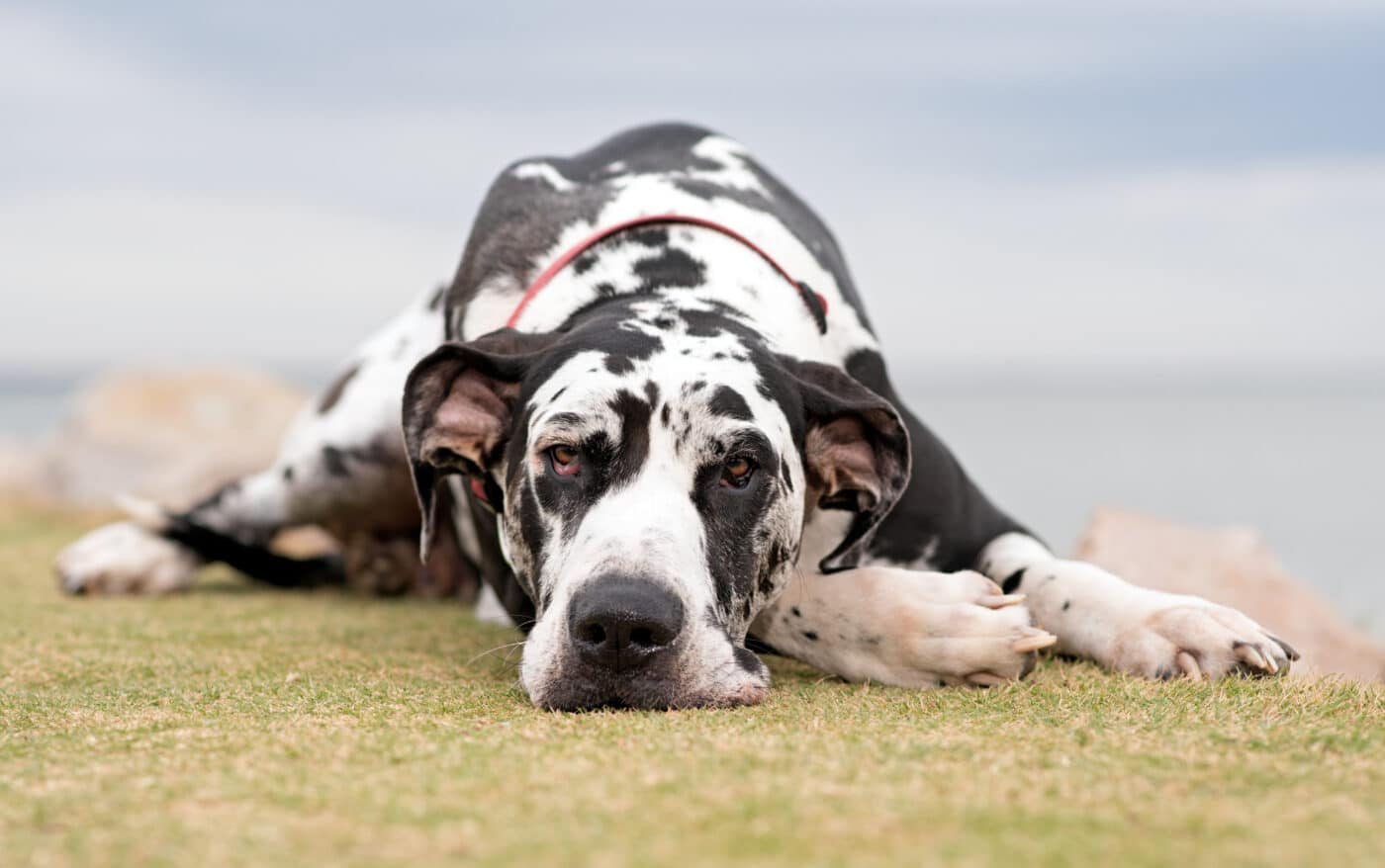 13 Dog Breeds That Fit A Slower, More Relaxed Lifestyle 13 Dog Breeds That Fit A Slower, More Relaxed Lifestyle