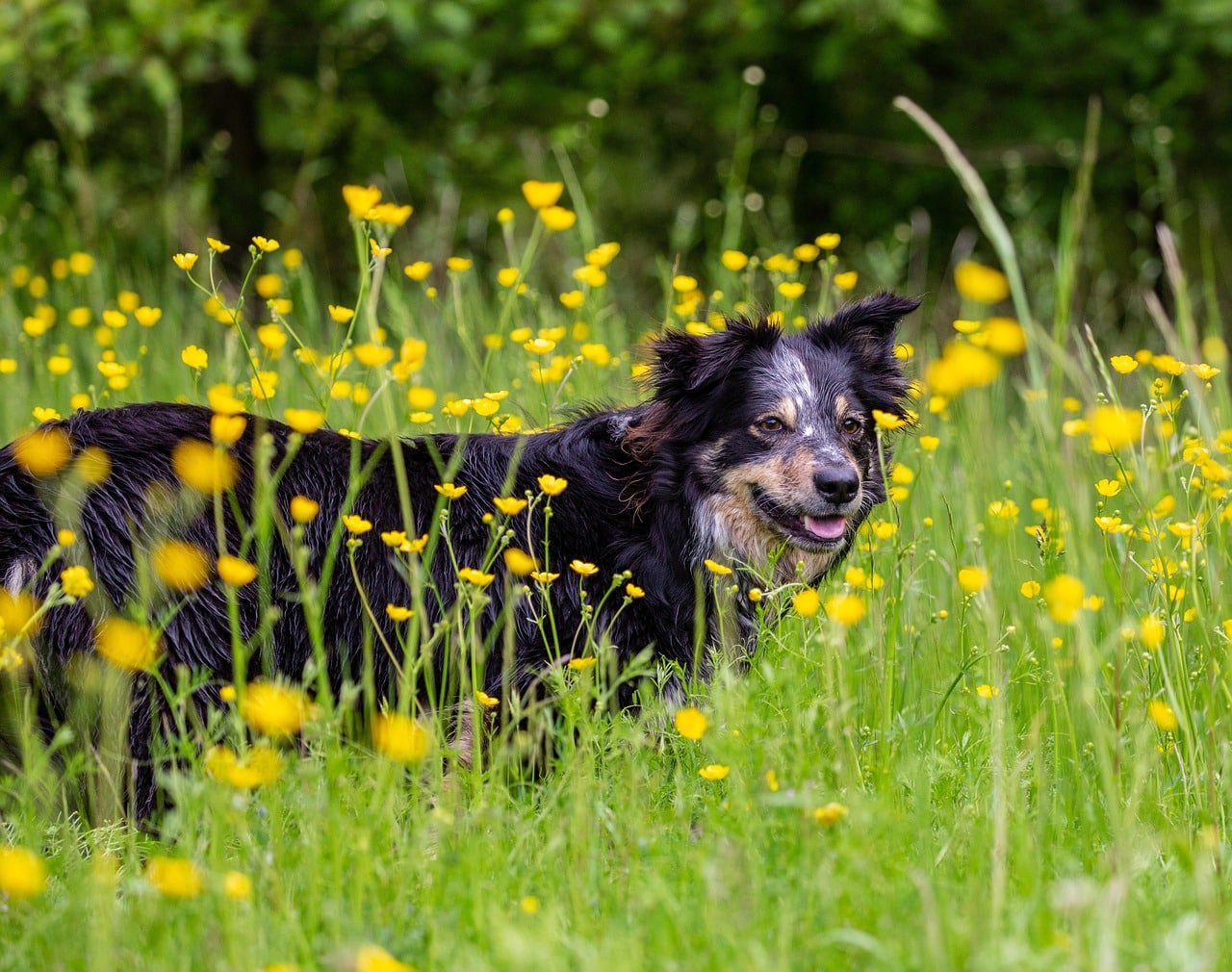 13 Dog Breeds That Taught Us That Home Wasn’t a Place—It Was a Dog 13 Dog Breeds That Taught Us That Home Wasn’t a Place—It Was a Dog