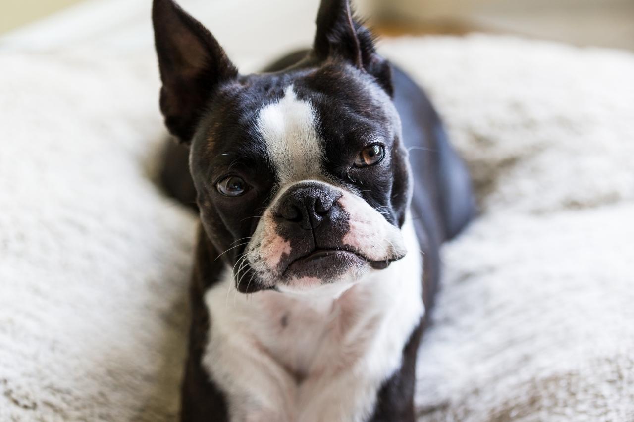 13 Dog Breeds That Were Always Waiting By the Screen Door
