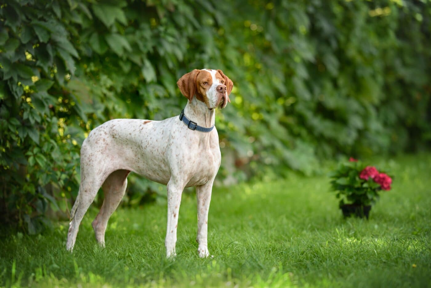 15 Dog Breeds That Helped Raise the Greatest Generation 15 Dog Breeds That Helped Raise the Greatest Generation