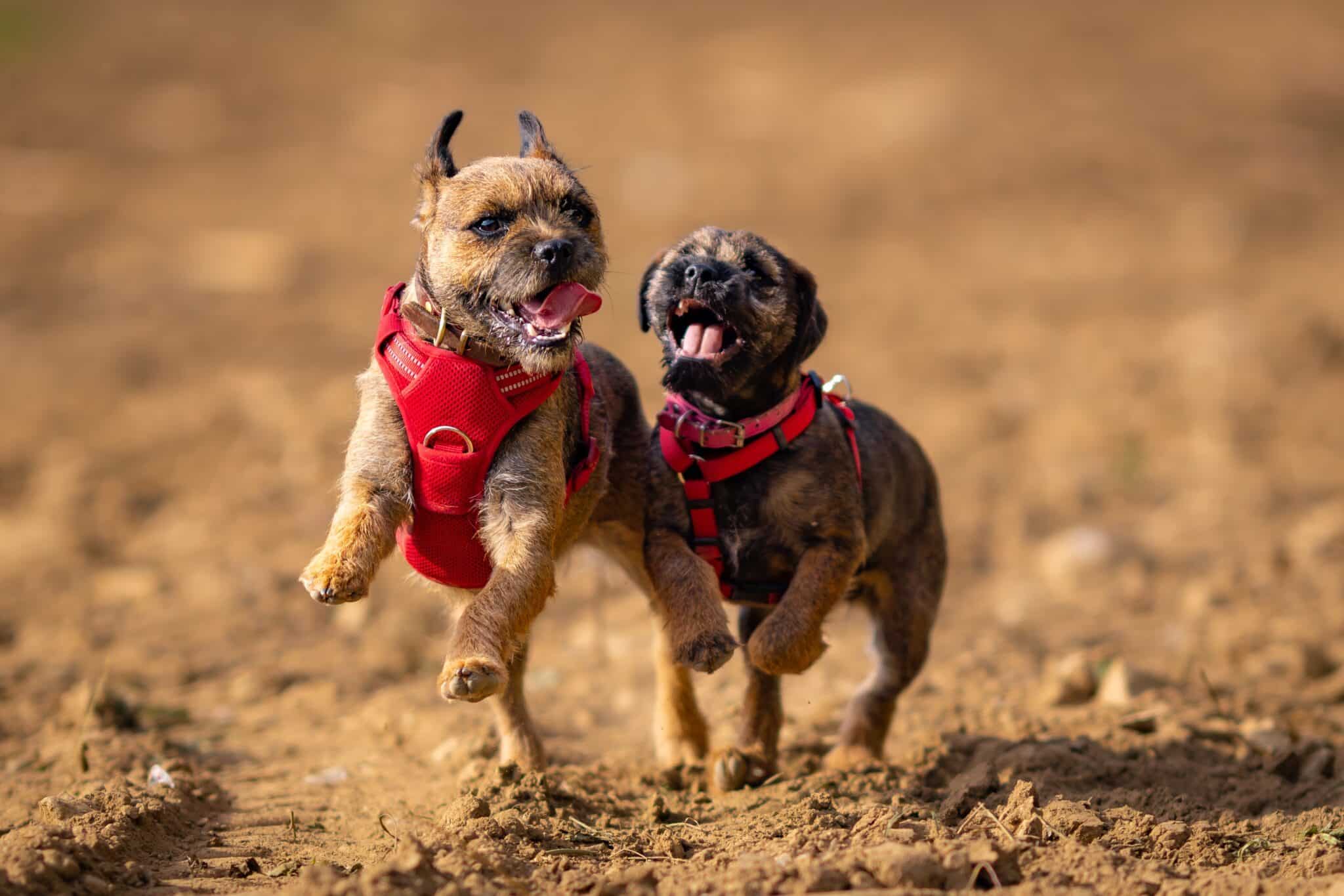 15 Long-Lived Dog Breeds With Fewer Health Issues 15 Long-Lived Dog Breeds With Fewer Health Issues