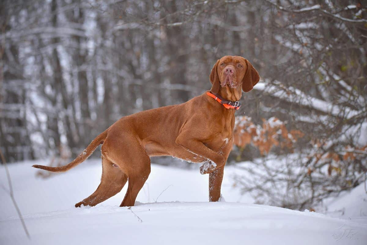 15 ‘Coordinated’ Dog Breeds That Excel in Synchronized Training 15 ‘Coordinated’ Dog Breeds That Excel in Synchronized Training