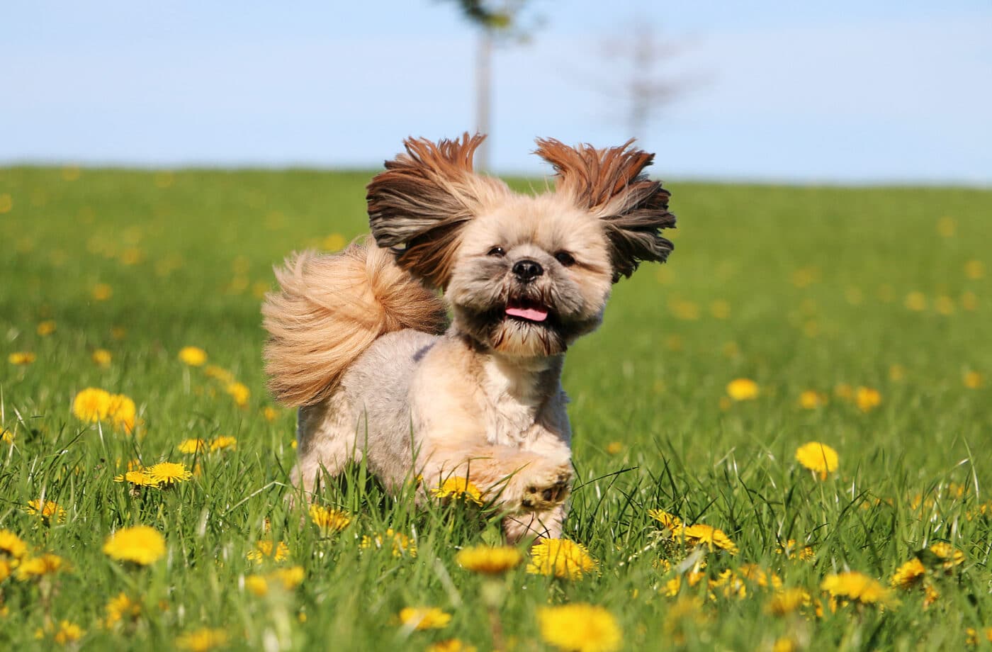 9 Dog Breeds That Adjust Well To Busy Schedules 9 Dog Breeds That Adjust Well To Busy Schedules