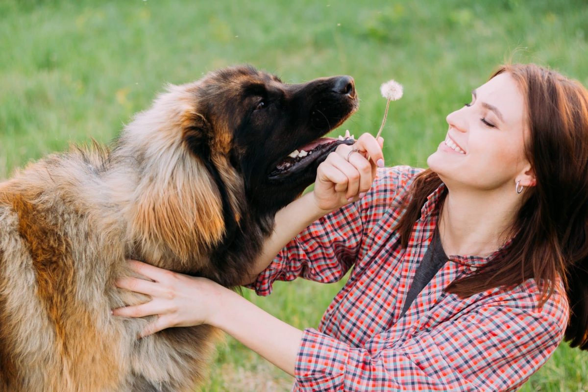 9 Dog Breeds That Are Surprisingly Gentle Giants 9 Dog Breeds That Are Surprisingly Gentle Giants