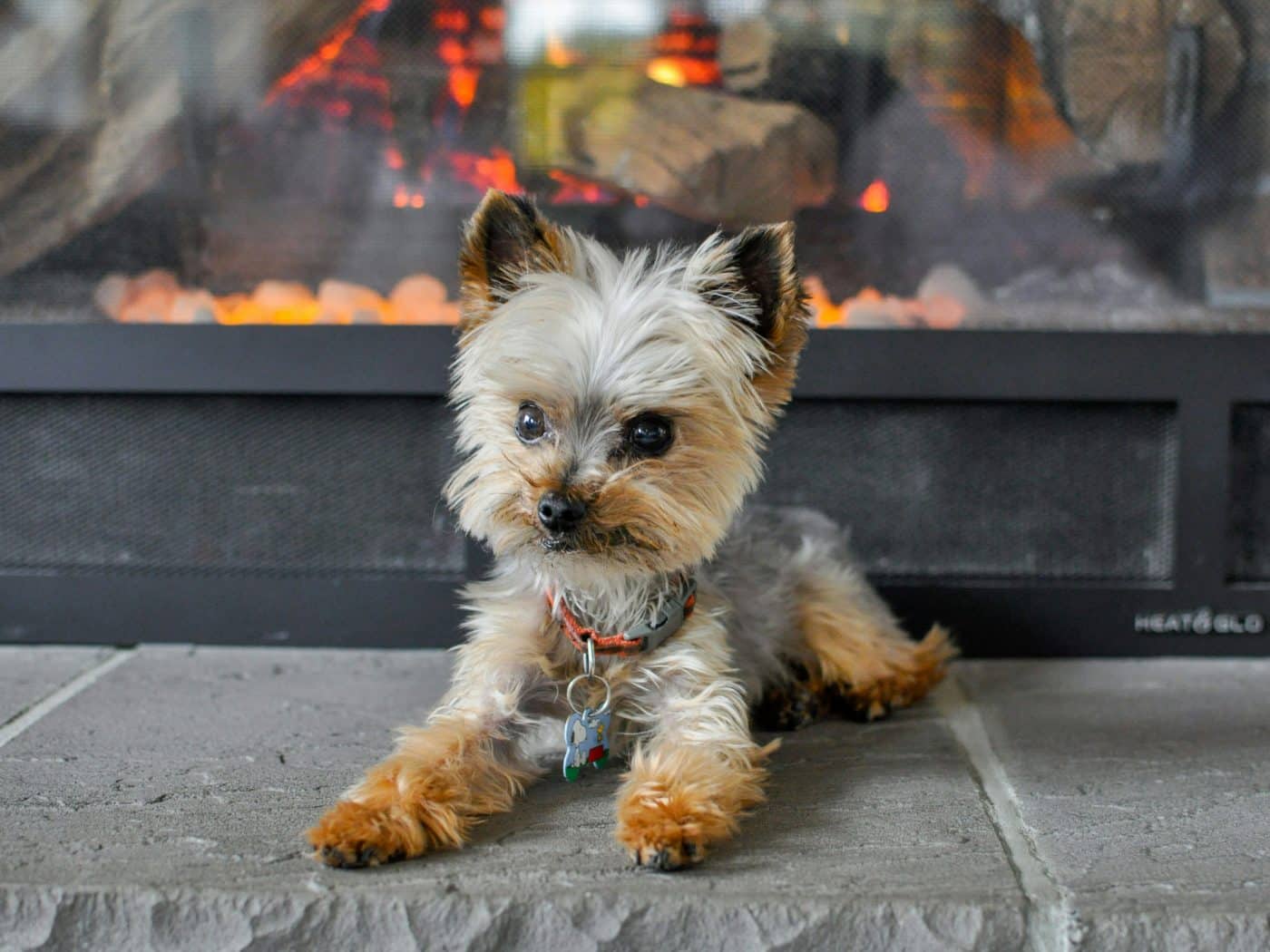 9 Dog Breeds That Shared More Meals Than Some Family Members 9 Dog Breeds That Shared More Meals Than Some Family Members