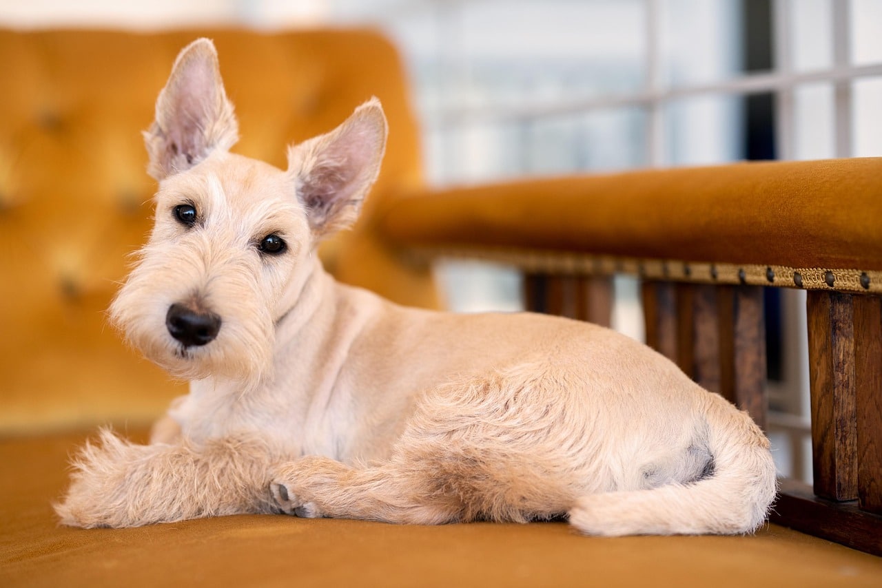 9 Fiercely Independent Dog Breeds That Have Been Marching To Their Own Beat For Centuries 9 Fiercely Independent Dog Breeds That Have Been Marching To Their Own Beat For Centuries