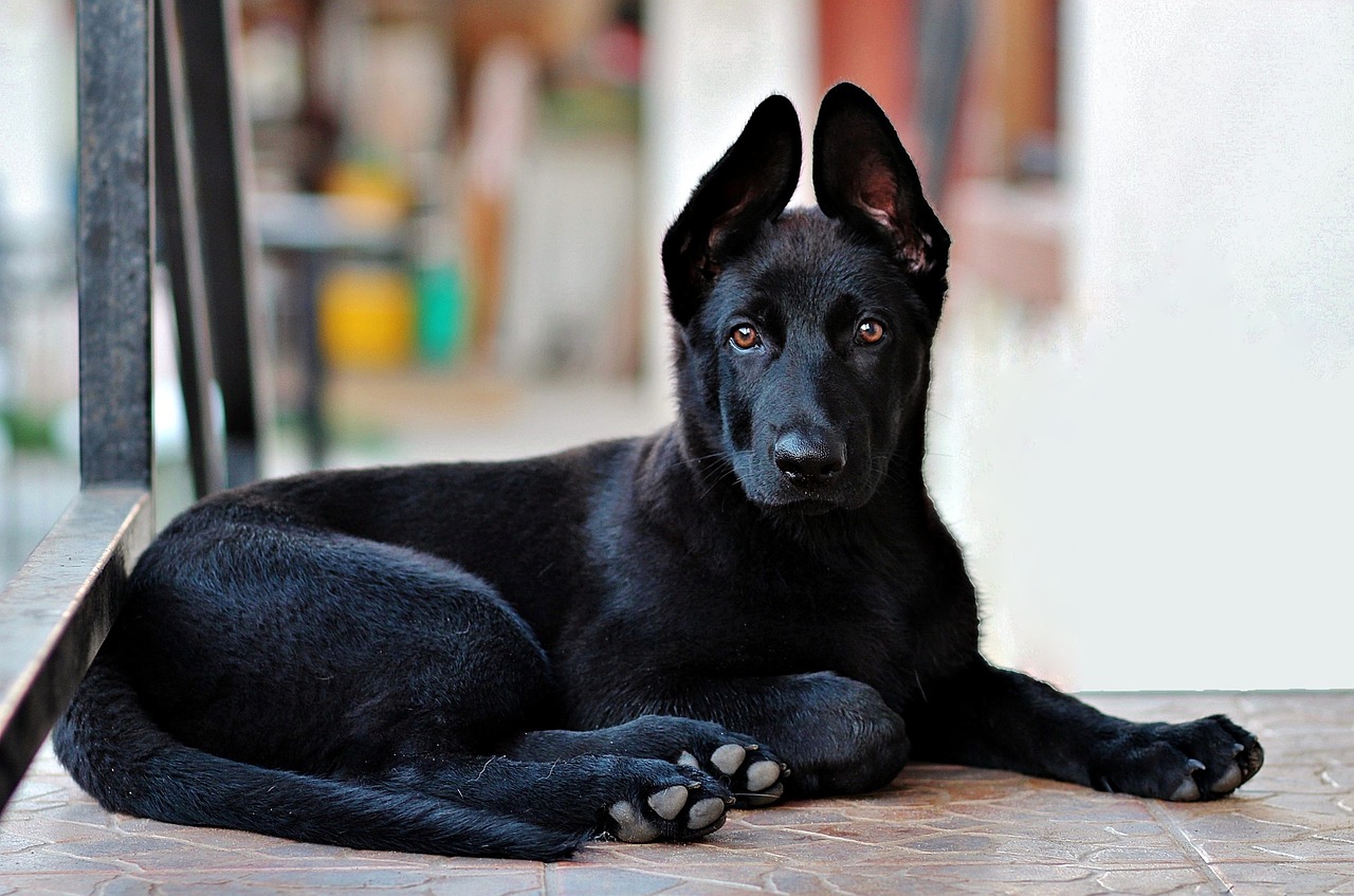 9 Legendary Dog Breeds That Have Appeared in More Myths Than You Realize 9 Legendary Dog Breeds That Have Appeared in More Myths Than You Realize