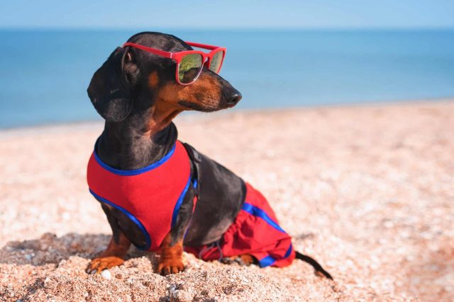 Click ‘Add to Cart’ On These Squeaky, Stylish & Sunshine-Ready Amazon Dog Deals! Click ‘Add to Cart’ On These Squeaky, Stylish & Sunshine-Ready Amazon Dog Deals!