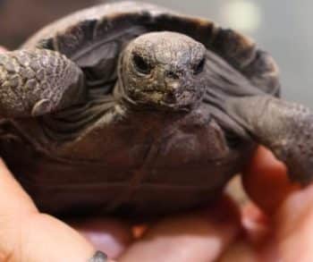 Critically Endangered Tortoise Becomes a Mom for the First Time at 100