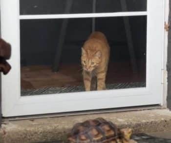 First-Time Tortoise Sighting Leaves Cat Utterly Perplexed First-Time Tortoise Sighting Leaves Cat Utterly Perplexed
