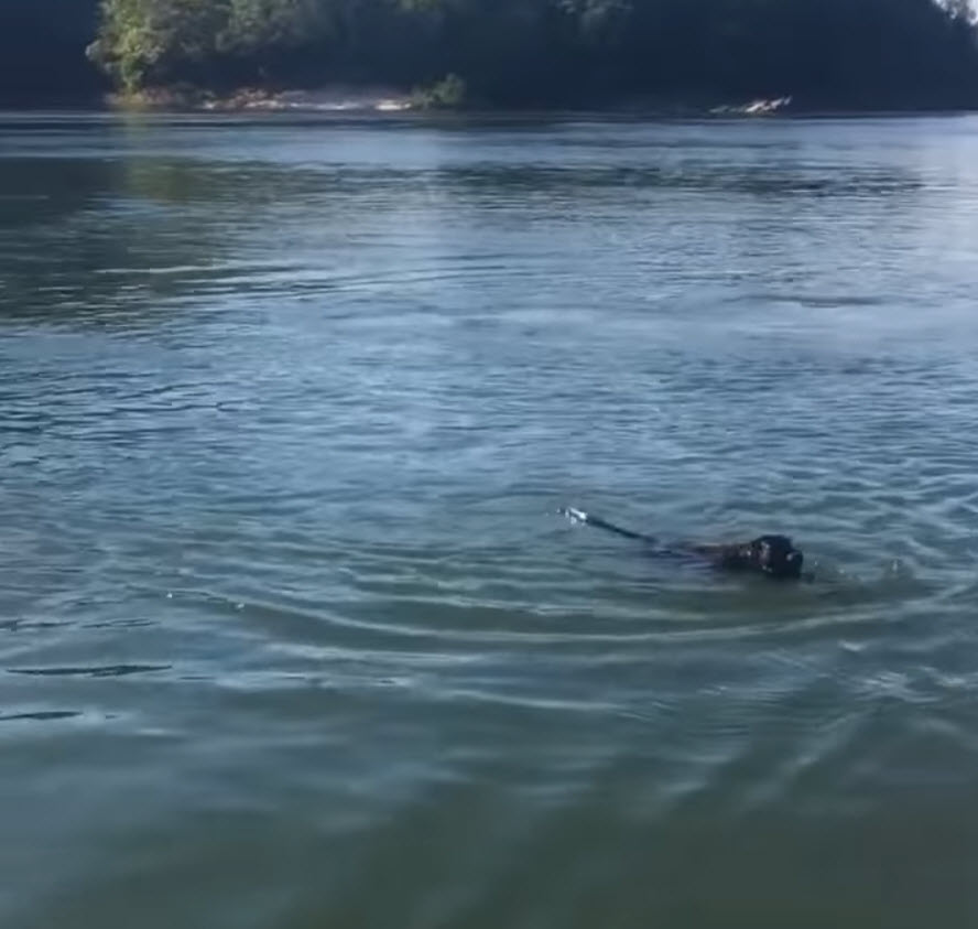 Fisherman Throws A Life Jacket To Save A Drowning Dog But It’s ‘Not A Dog’ At All Fisherman Throws A Life Jacket To Save A Drowning Dog But It’s ‘Not A Dog’ At All