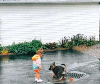 German Shepherd Puppy Keeps Toddler Laughing With Every Bouncy Step German Shepherd Puppy Keeps Toddler Laughing With Every Bouncy Step