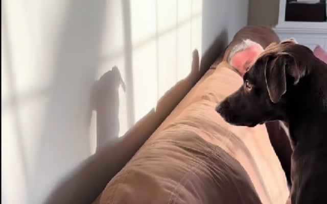 Labrador Sees His Shadow and Totally Loses It Labrador Sees His Shadow and Totally Loses It