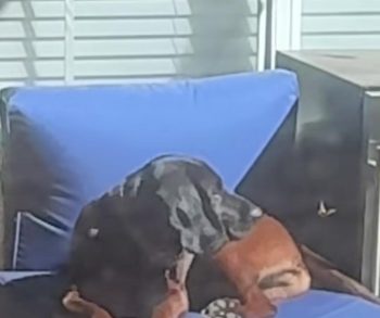 She Wasn’t Expecting This Moment with Her Dog to Be So Special She Wasn’t Expecting This Moment with Her Dog to Be So Special