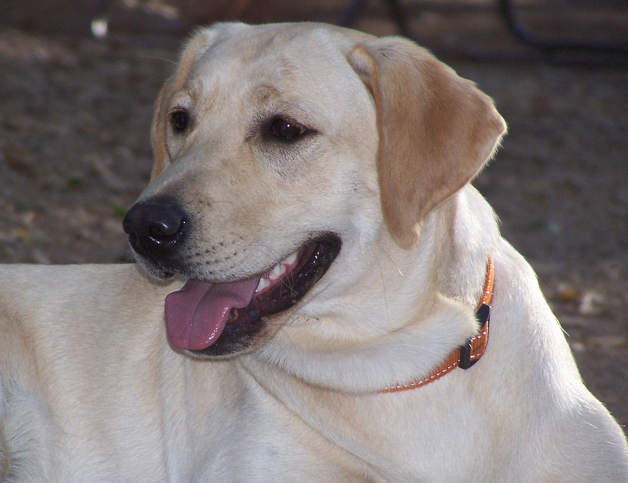 The 10 Best Behaved Dog Breeds The 10 Best Behaved Dog Breeds