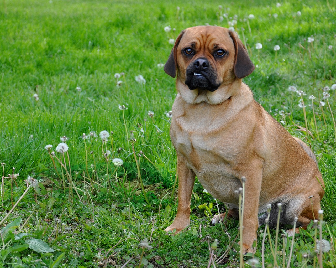 The 10 Cutest Dog Breed Mixes Ever The 10 Cutest Dog Breed Mixes Ever