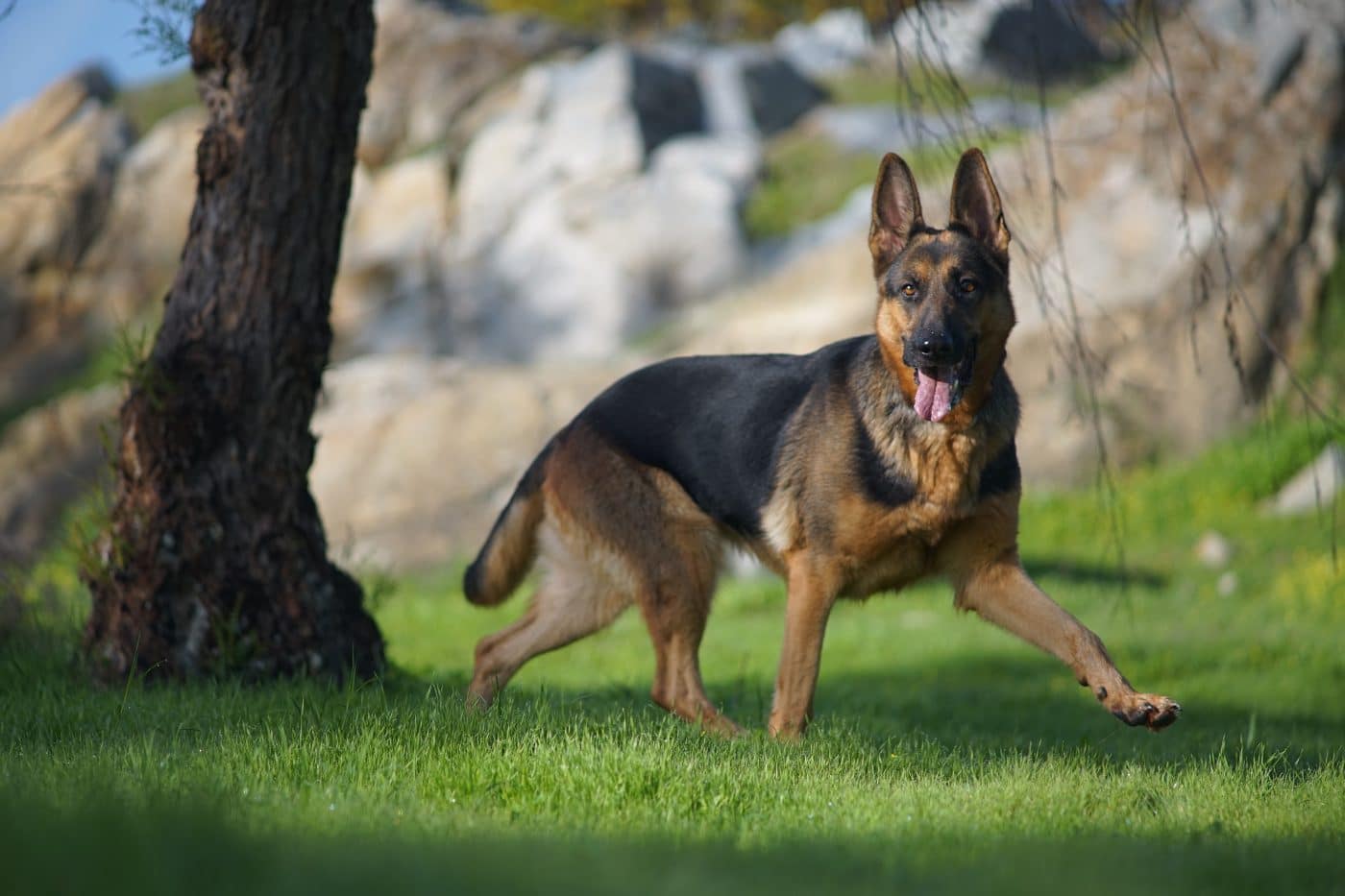 The Ultimate 13 Dog Breeds That Have Protected Castles, Kings & Kingdoms The Ultimate 13 Dog Breeds That Have Protected Castles, Kings & Kingdoms