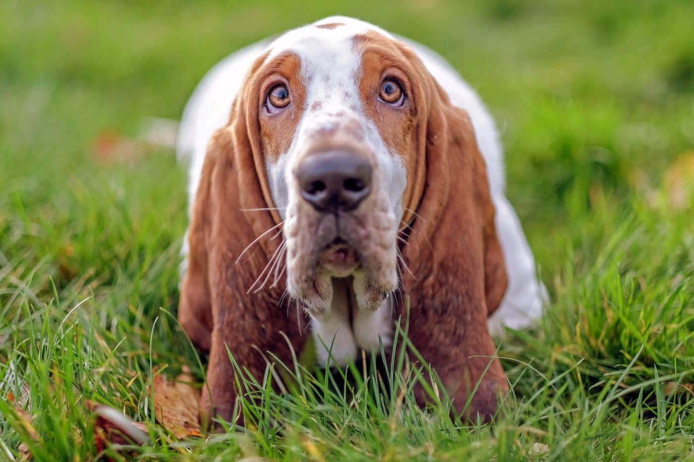 The Ultimate 13 Dog Breeds That Held the Family Together Without Trying The Ultimate 13 Dog Breeds That Held the Family Together Without Trying