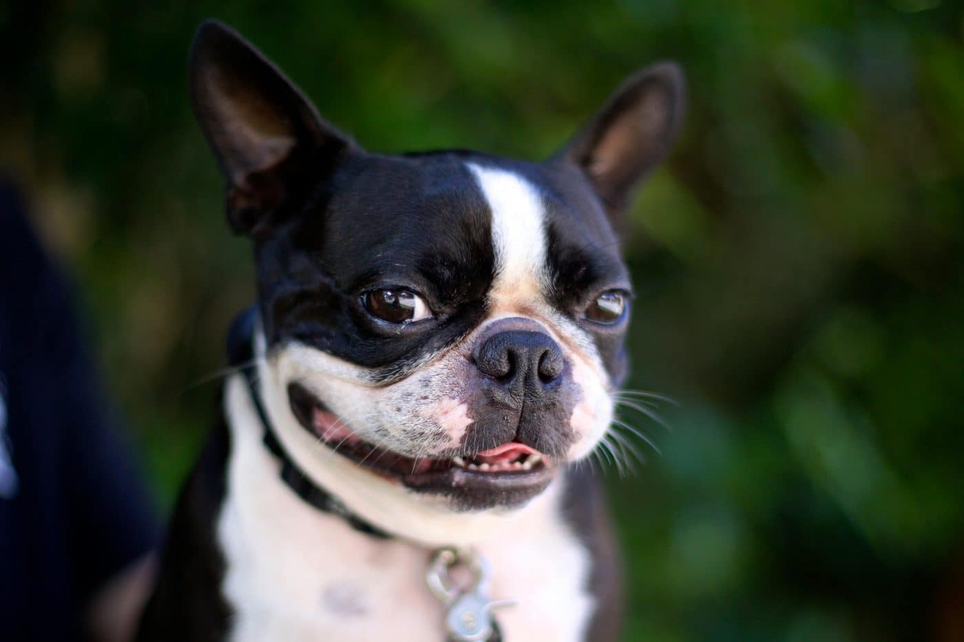 Top 11 Dog Breeds That Would Have Made The Perfect Pen Pal In The ‘40s Top 11 Dog Breeds That Would Have Made The Perfect Pen Pal In The ‘40s