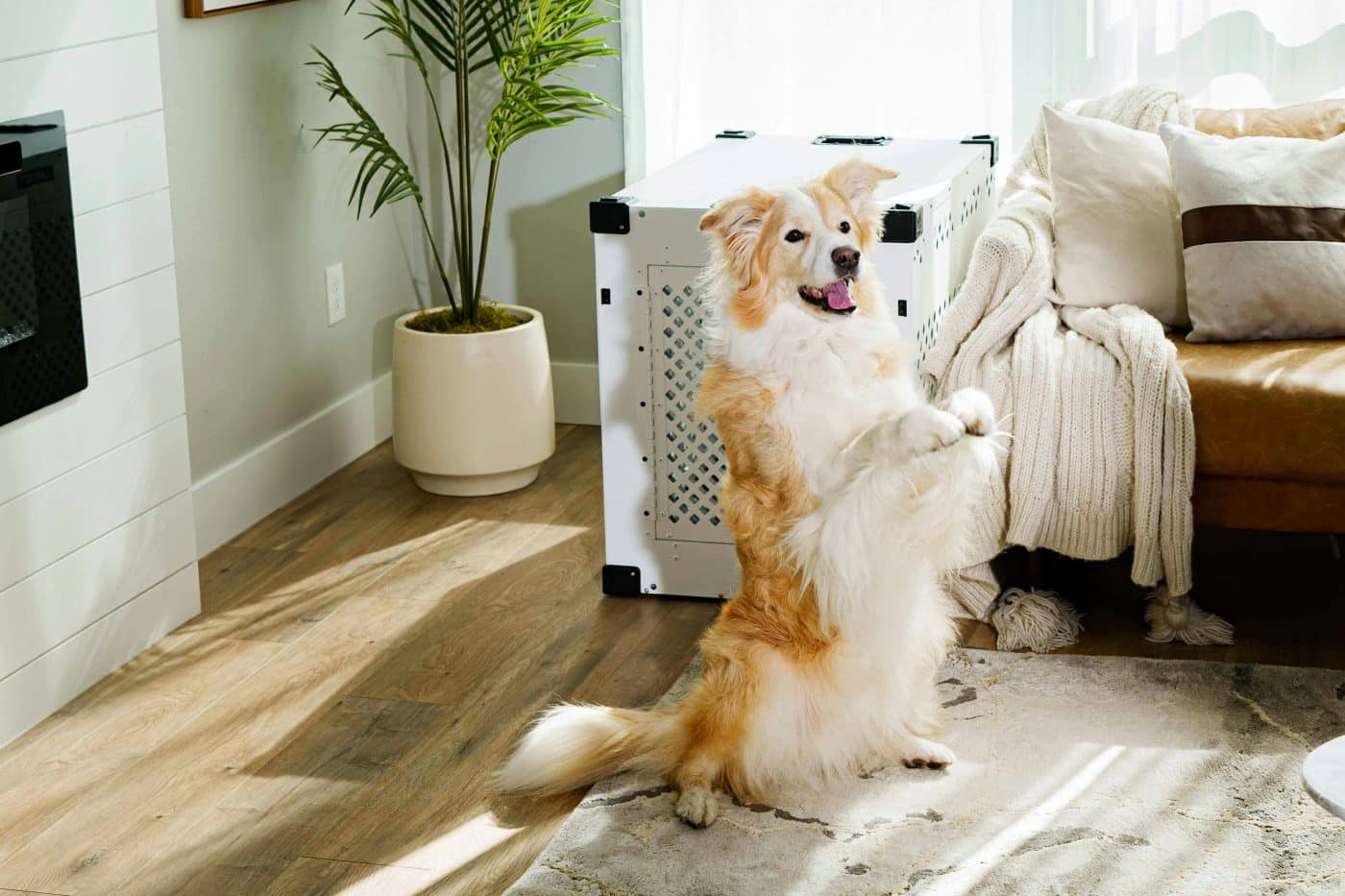 Top 13 Dog Breeds That Always Knew When You Were Coming Home Top 13 Dog Breeds That Always Knew When You Were Coming Home