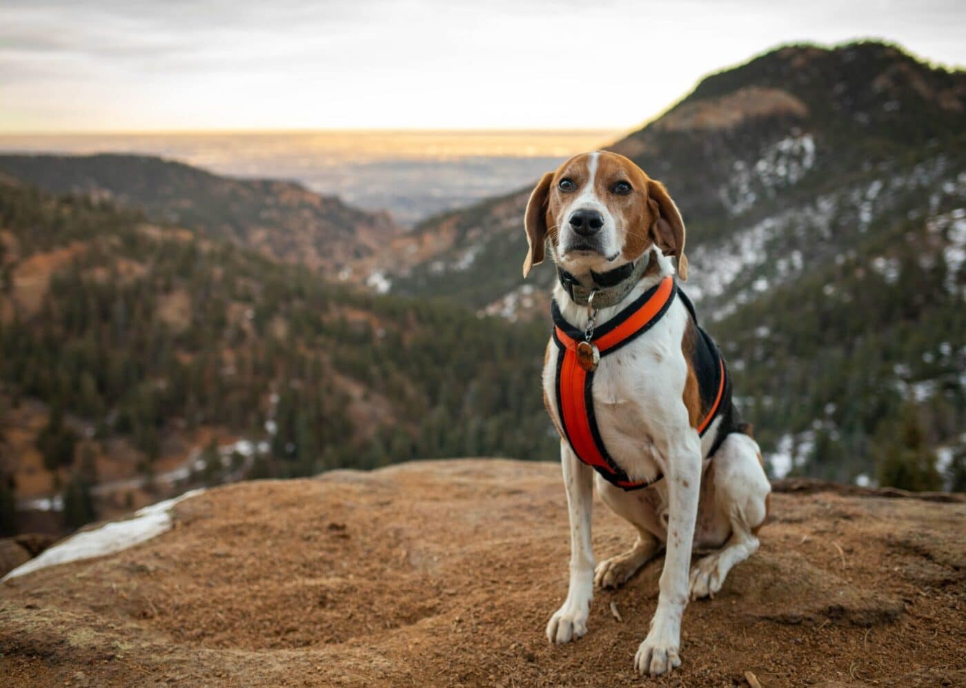 Top 13 Rare Dog Breeds That Even Lifelong Dog Lovers Haven’t Heard Of Top 13 Rare Dog Breeds That Even Lifelong Dog Lovers Haven’t Heard Of
