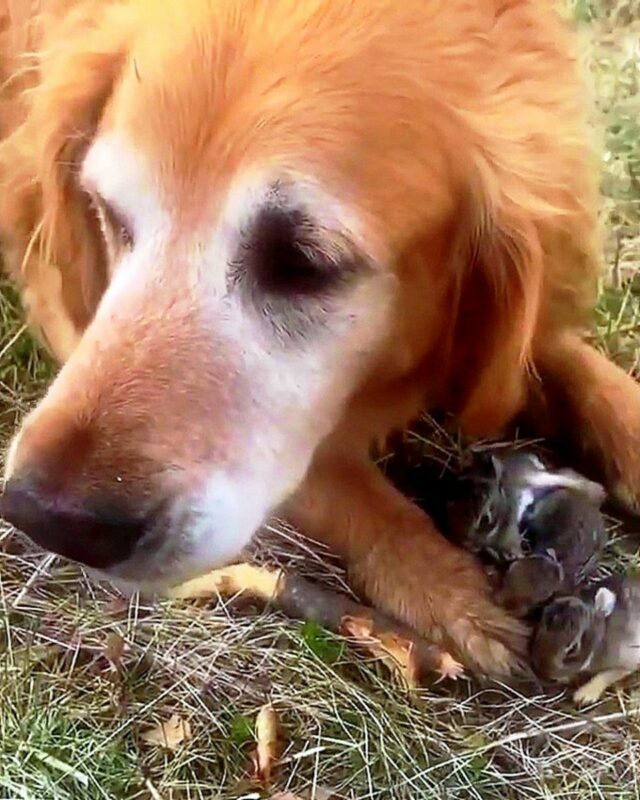 Woman Thinks That Her Dog Caught Baby Birds, Then She Looked Between The Dog’s Paws Woman Thinks That Her Dog Caught Baby Birds, Then She Looked Between The Dog’s Paws