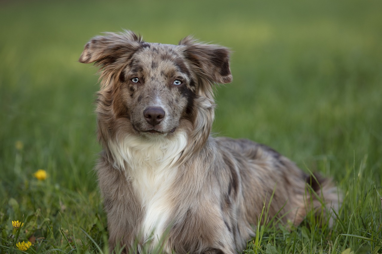 10 Dog Breeds Similar to Australian Shepherds 10 Dog Breeds Similar to Australian Shepherds