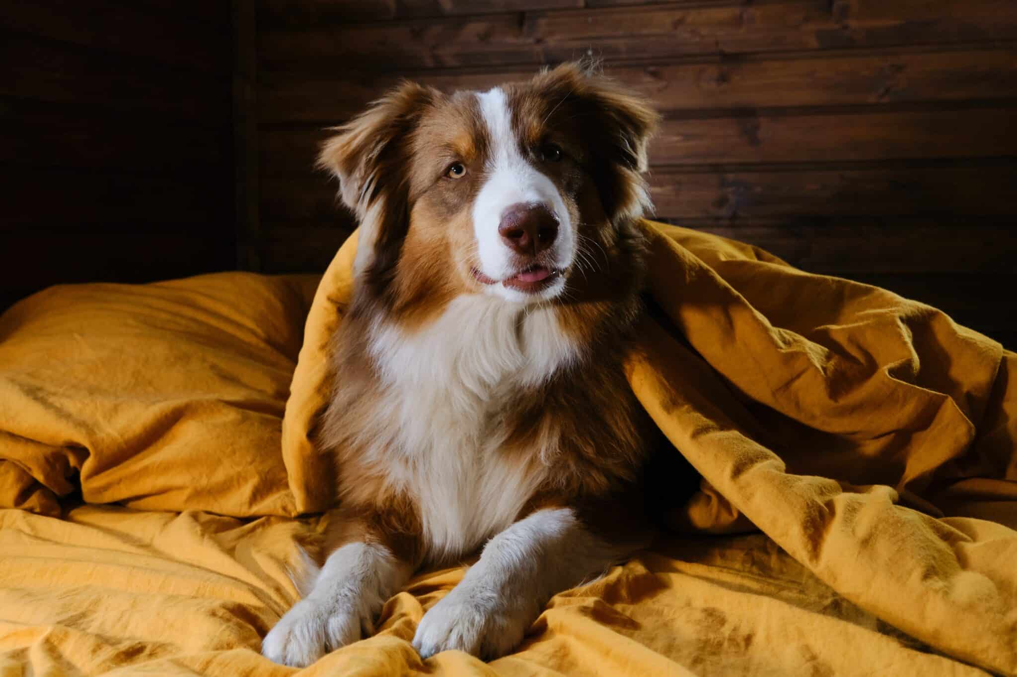 10 of The Best Behaved Dog Breeds 10 of The Best Behaved Dog Breeds