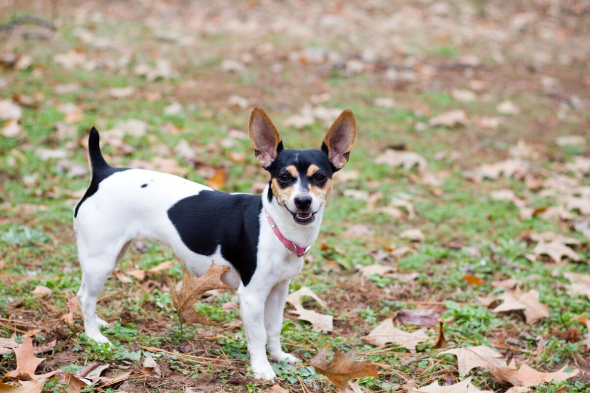 11 Attentive Dog Breeds That Never Miss A Trick 11 Attentive Dog Breeds That Never Miss A Trick
