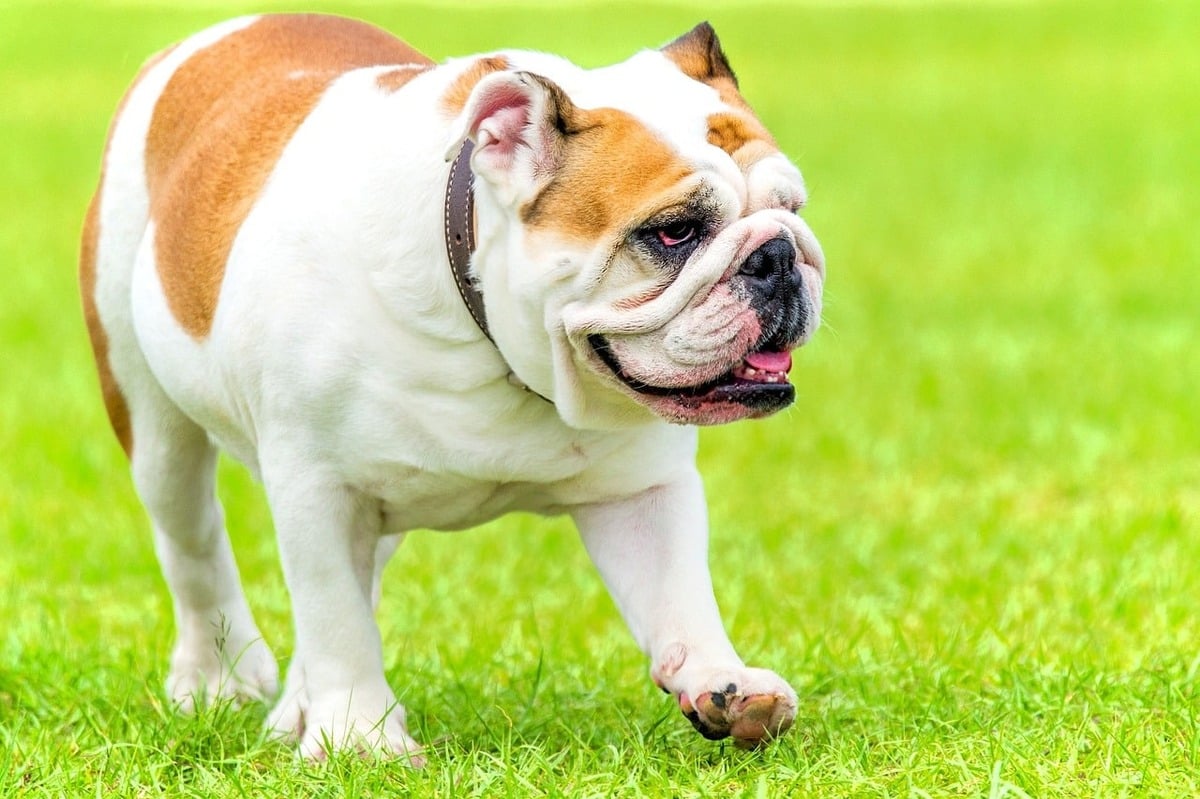 11 Best Dog Breeds That Get Along With Cats 11 Best Dog Breeds That Get Along With Cats