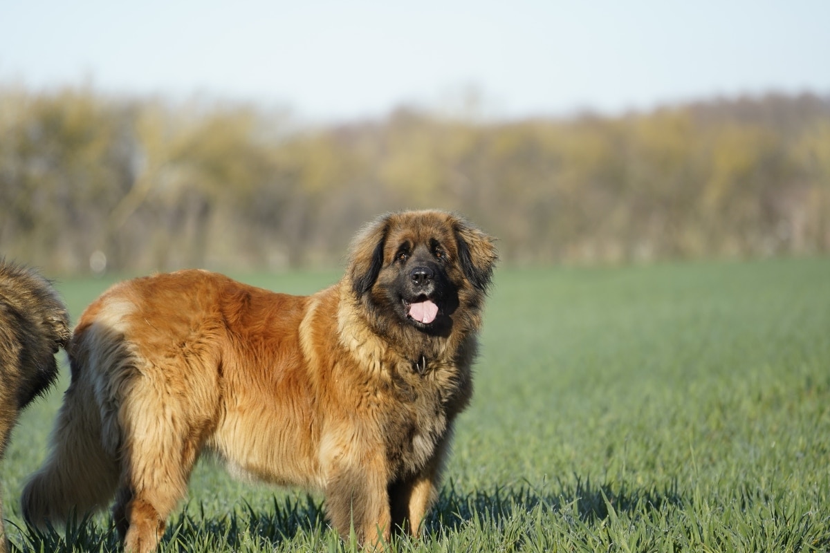 11 Big Dog Breeds With Gentle Souls 11 Big Dog Breeds With Gentle Souls