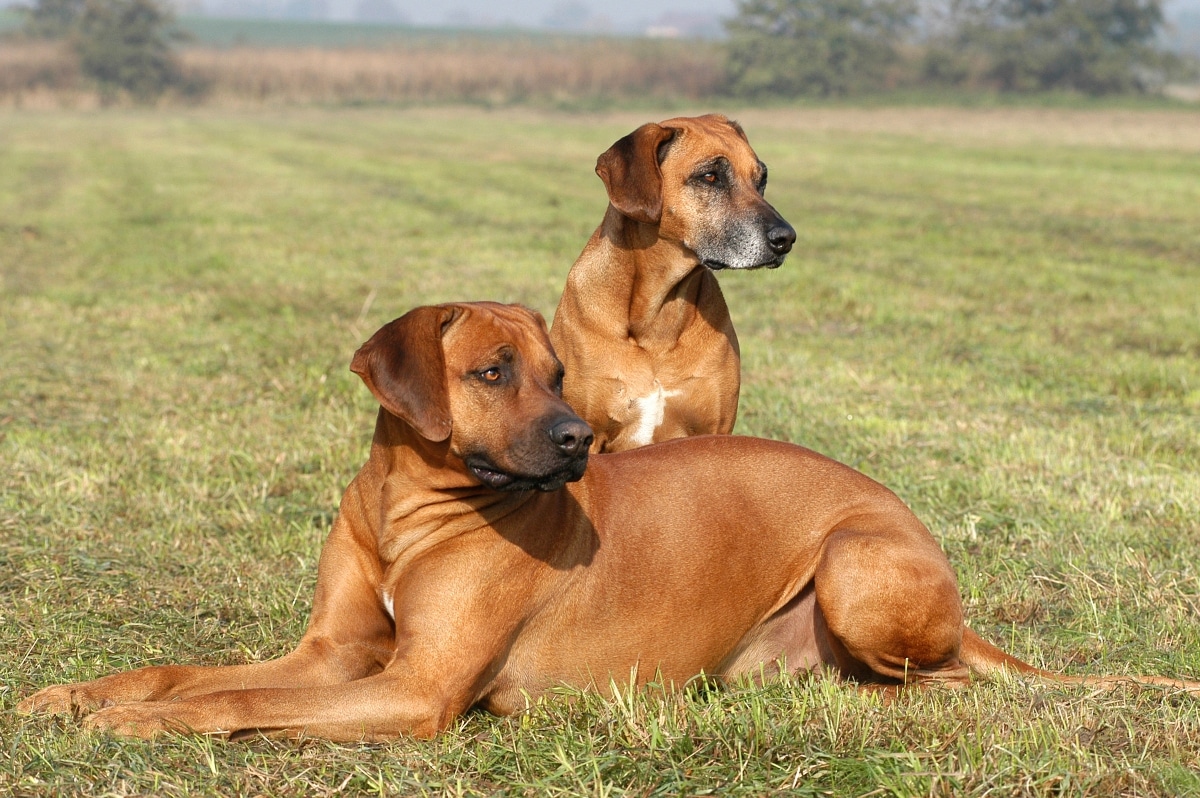 11 Brave Dog Breeds That Fear Nothing 11 Brave Dog Breeds That Fear Nothing