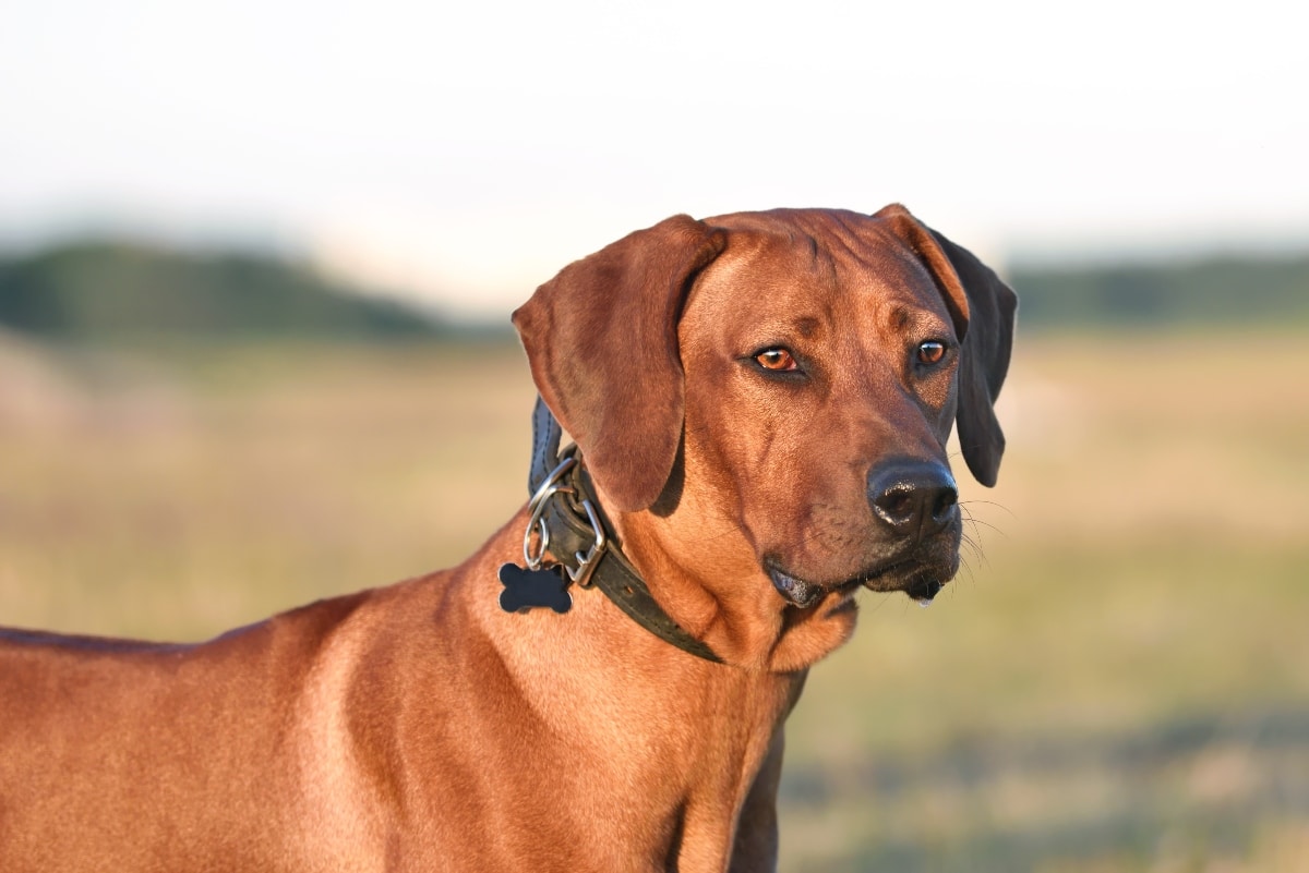 11 Brave Dog Breeds That Never Back Down 11 Brave Dog Breeds That Never Back Down