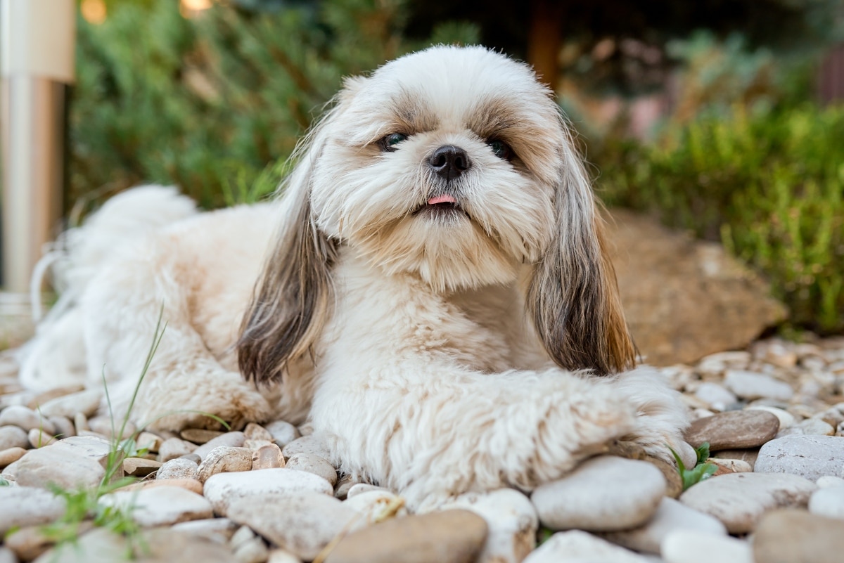 11 Calm Dog Breeds That Hate Chaos 11 Calm Dog Breeds That Hate Chaos