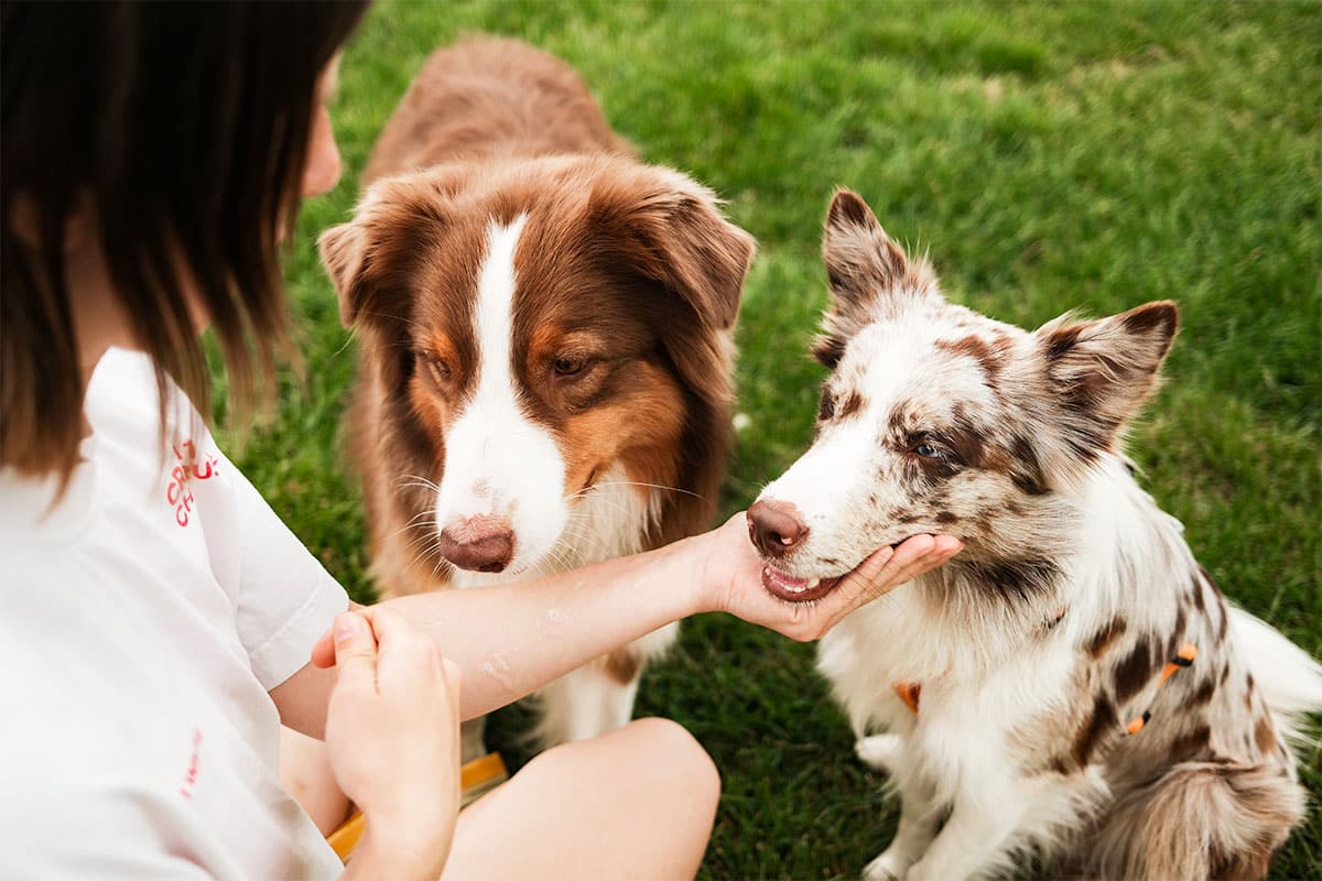 11 Clever Dog Breeds Always Ready To Stir Things Up 11 Clever Dog Breeds Always Ready To Stir Things Up