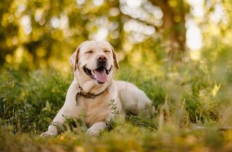 11 Clever Dog Breeds For Inquisitive Minds