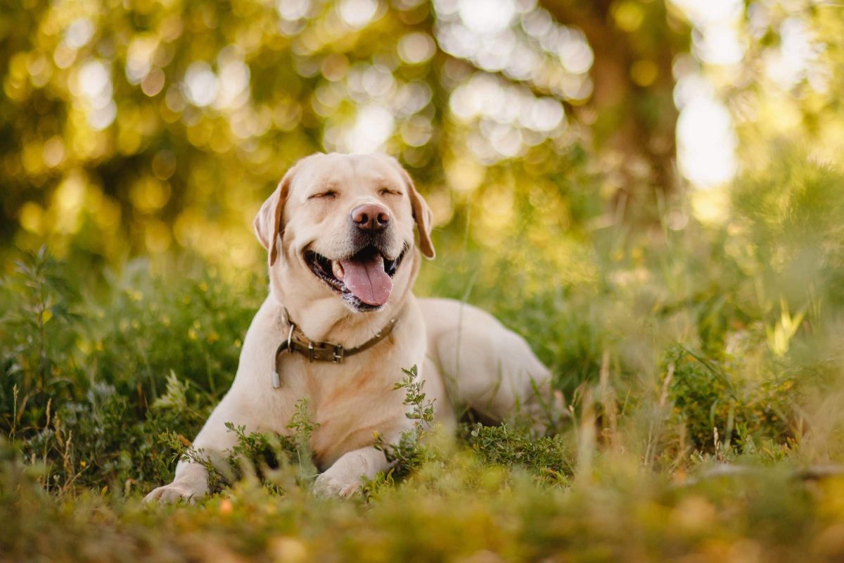 11 Clever Dog Breeds For Inquisitive Minds 11 Clever Dog Breeds For Inquisitive Minds