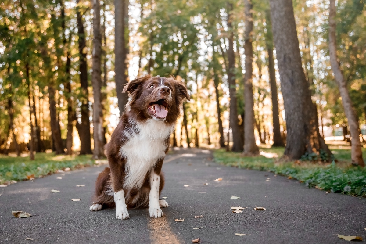 11 Compassionate Dog Breeds That Love Big Adventures 11 Compassionate Dog Breeds That Love Big Adventures