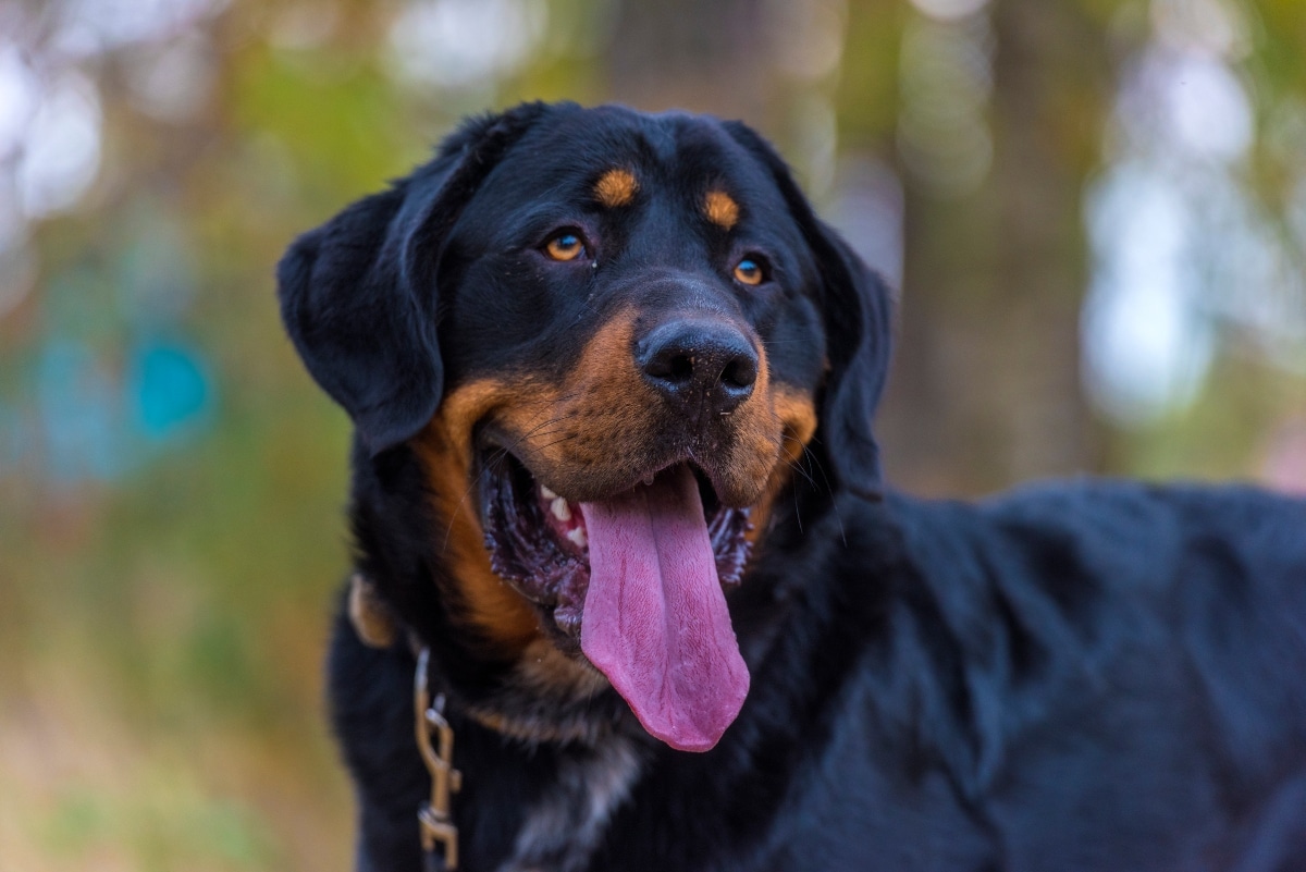 11 Dignified Dog Breeds That Command Respect 11 Dignified Dog Breeds That Command Respect