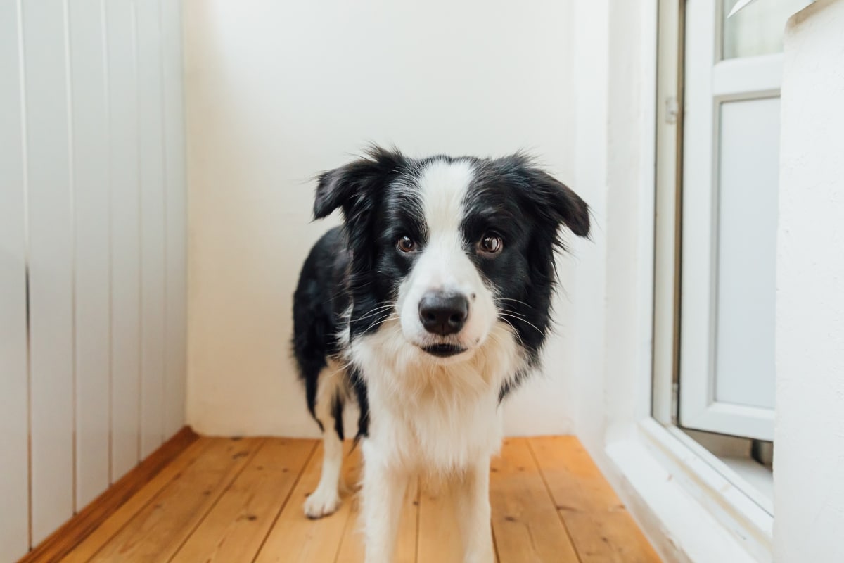 11 Dog Breeds That Are Easy To Potty Train Indoors 11 Dog Breeds That Are Easy To Potty Train Indoors