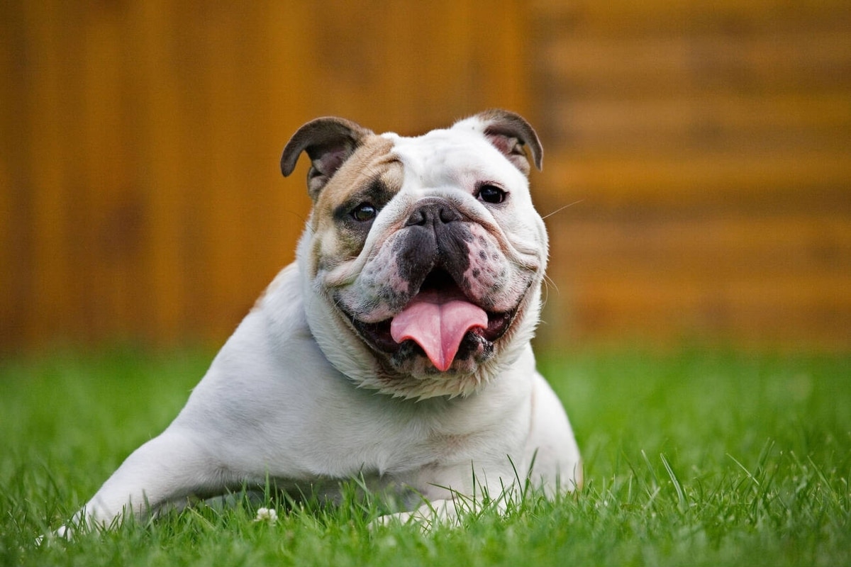 11 Dog Breeds That Are Surprisingly Low Maintenance 11 Dog Breeds That Are Surprisingly Low Maintenance